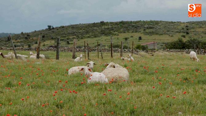Piden la creación de un Marco estratégico de consenso para la ganadería extensiva / CORRAL