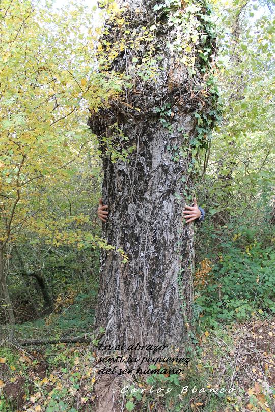 Abrazar un árbol