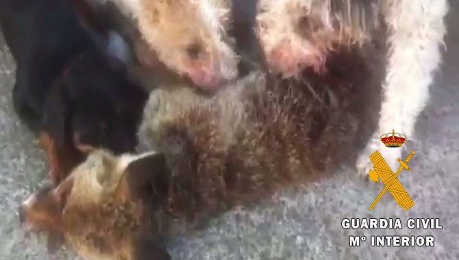 Los tres canes grabados mientras mataban una zorra en el patio de una vivienda