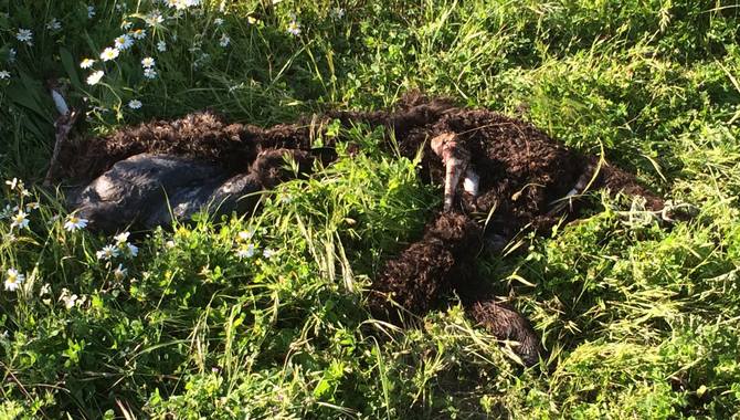 Restos de una de las corderas muertas