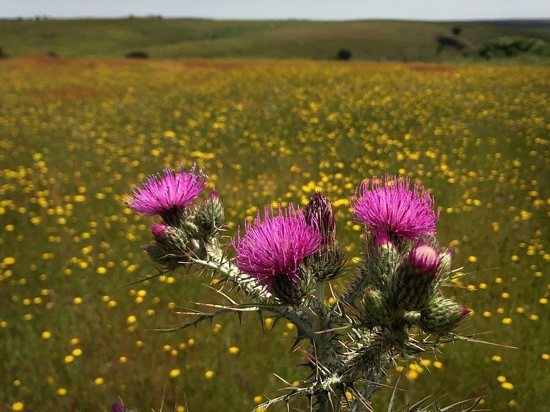 Primavera para un impresionista en Morille