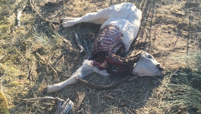 El ganadero debe comunicar el incidencia en menos de 48 horas desde que se haya producido el ataque