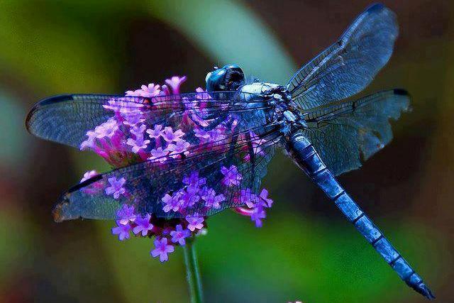 El tiempo de las libélulas