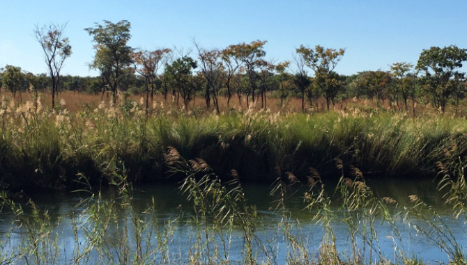 El auge del comercio ilegal pone en peligro la supervivencia de flora y fauna