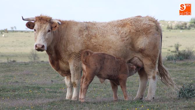 Asaja considera que la actual oferta de seguros ganaderos requiere de asesoramiento / CORRAL