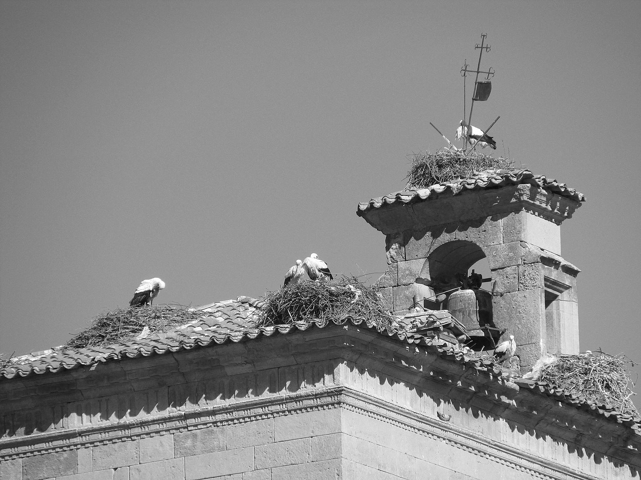 Mirad la alegría de su vuelo