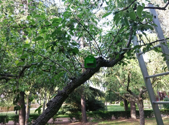 Control de plagas en árboles de la ciudad