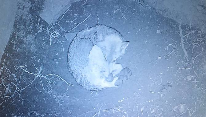 Fakota en el interior de la lobera con sus dos cachorros / FOTOS: JCyL