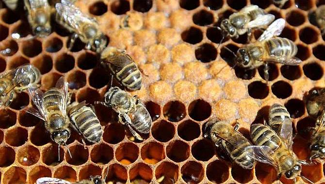 Las ayudas contemplan la lucha contra la varroasis