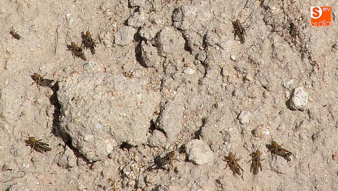 El calor de los últimos días ha provocado la eclosión de los huevos / CORRAL