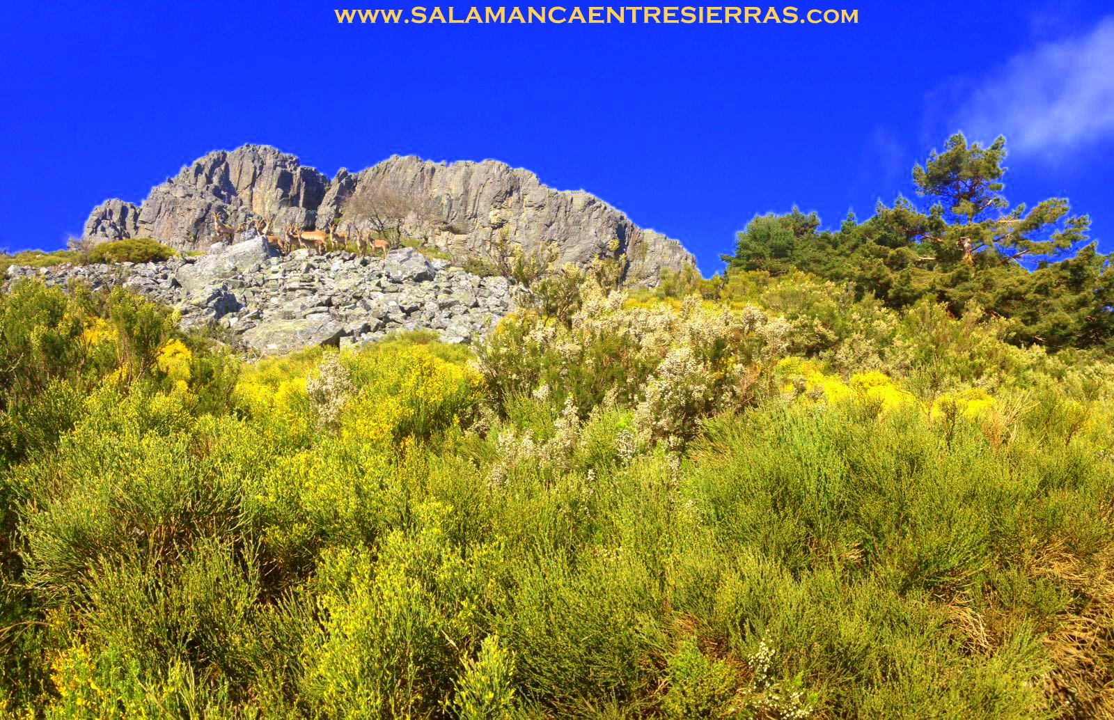 Imagen de la Peña de Francia con la retama florecida