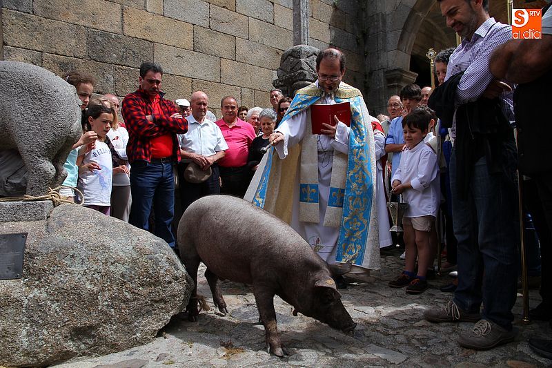 El marrano de San Antón recibió la bendición del párroco antes de ser liberado en las calles albercanas.