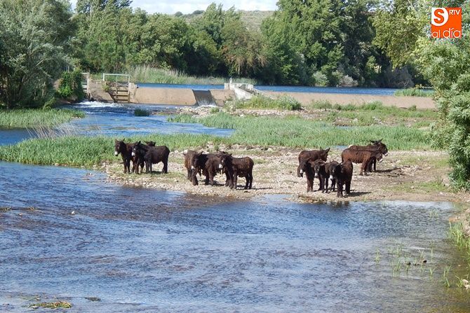 A orillas del Tormes a su paso por Almenara