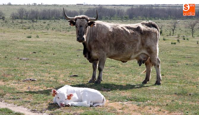 La condición de ser agricultor activo y la percepción más de 200 euros han influido en la reducción de solicitudes