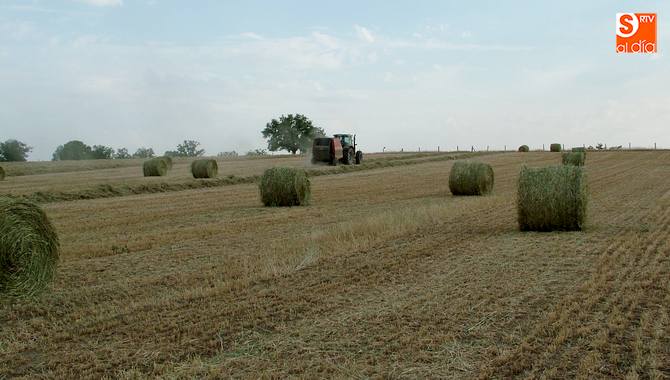 Muchos agricultores han segado para forraje ante el exceso de malas hierbas / CORRAL