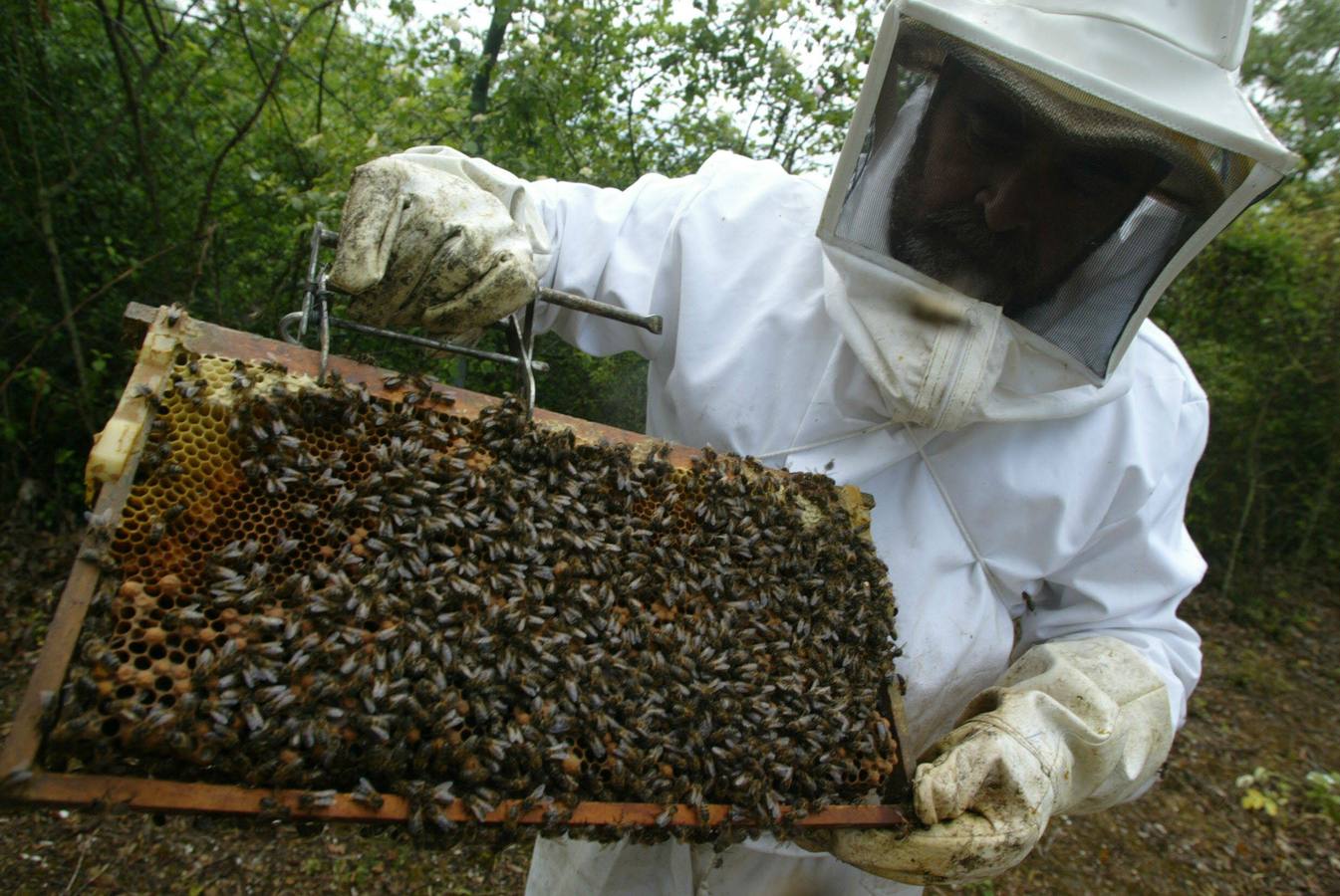 Un apicultor muestra un panal de abejas similar a los destruidos en San Vitero.