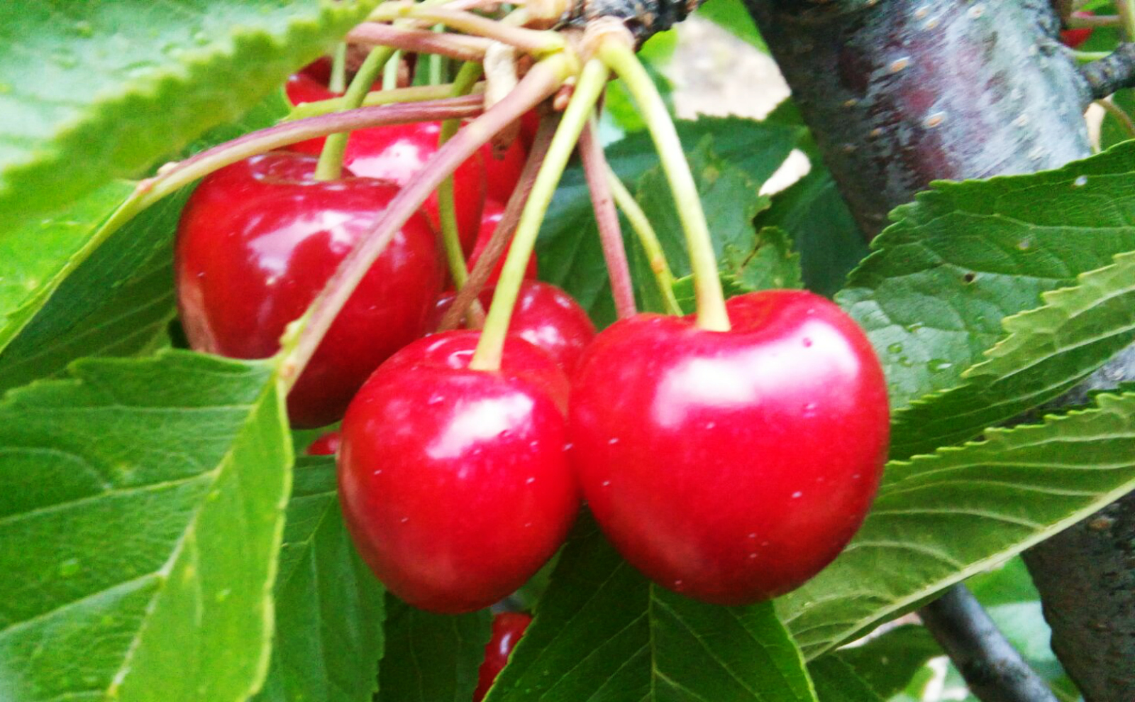 Las Cerezas de Sotoserrano Sabor Natural