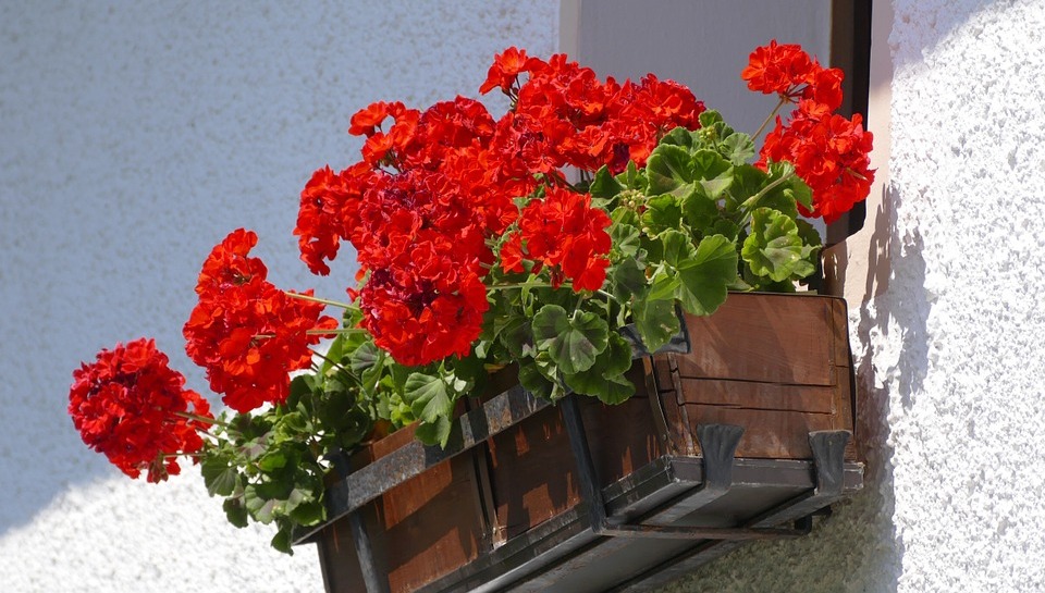 Geranios adornando balcones