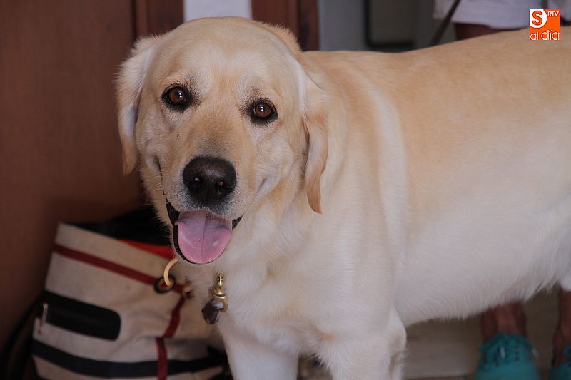 Nueve canes participaron en las actividades del taller de perros de terapia.