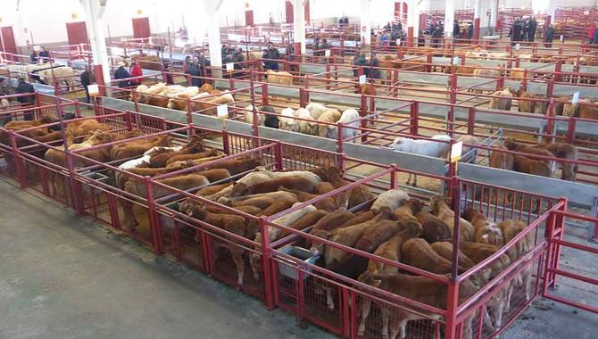 Excelente afluencia la de este p`rimer lunes de julio al mercado de Salamanca / DIPUTACIÓN