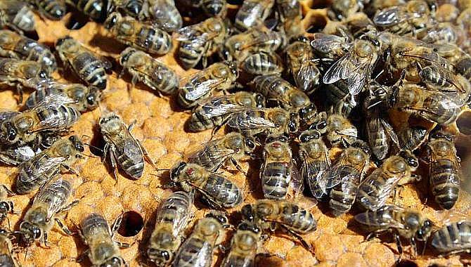 El censo de colmenas en Castilla y León ha decrecido en 5.000 en los últimos cinco años