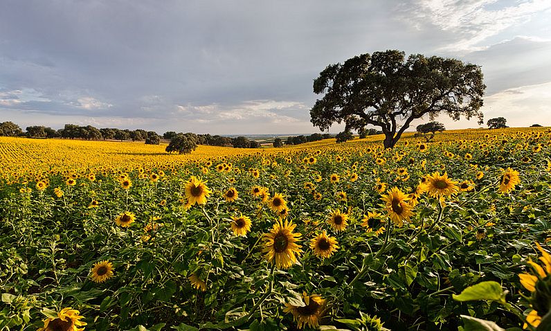 En los albores de julio