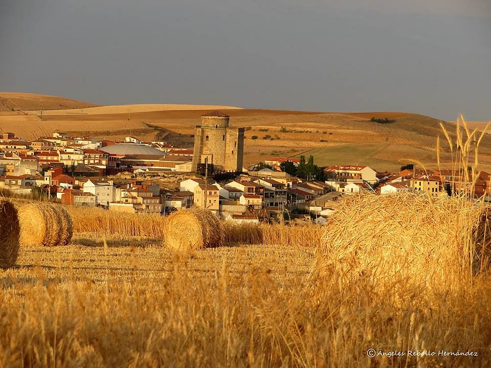 Tiempo de cosecha en los campos de Alba