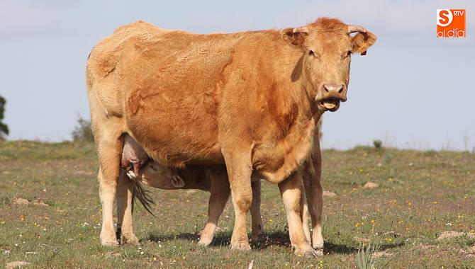 En el caso del vacuno la cuantía de las ayudas se aproxima al 40% de los costes reales / CORRAL