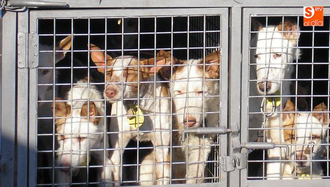 Nuevo varapalo para los rehaleros