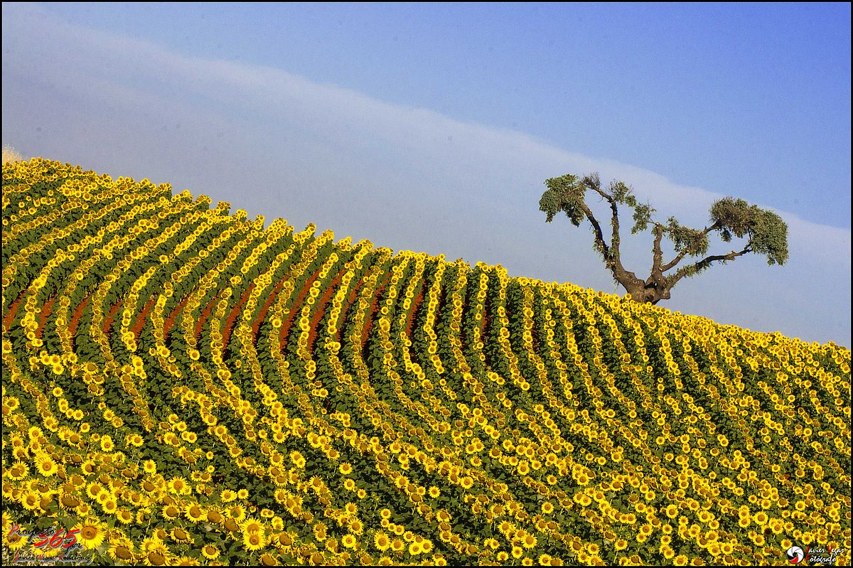 La emoción de la tierra
