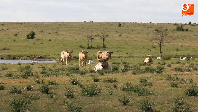 Los cambios afectan a la gestión de los pastos de las conocidas dehesas municipales / CORRAL
