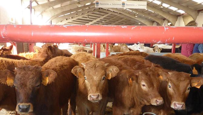 Tanto los animales de vida como los de sacrificio mantuvieron los previos / DIPUTACIÓN