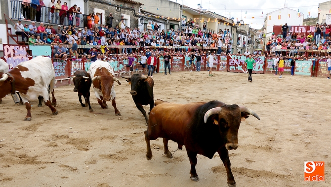 Valrubio y Rollanejo, plaza fija en las Fiestas del Toro los días 20 y 22 de agosto  