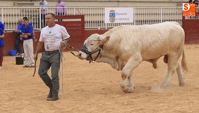 La Unión de Criadores de Charolés concurrirá a Salamaq con 120 ejemplares