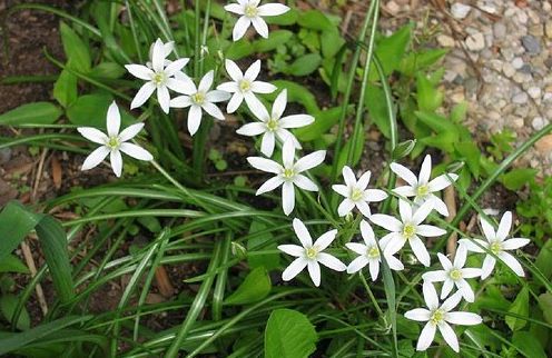 La Diputación prepara un libro sobre los usos culinarios de las plantas silvestres  