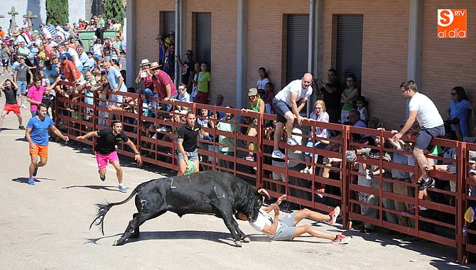 Un joven resulta herido por asta de toro en el segundo encierro de Villavieja de Yeltes  