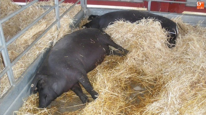 Las ganaderías salmantinas se reparten los premios del concurso de ibérico