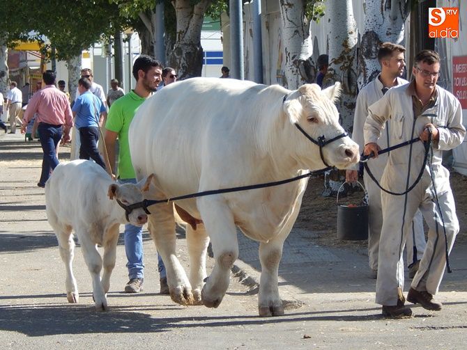 La cabaña ganadera de vacuno, la de mayor presencia en Salamaq