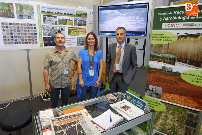 Mejorar la producción del cultivo de cereales con hongos