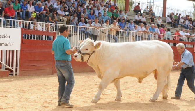 Las enfermedades del vacuno de carne, en las jornadas profesionales