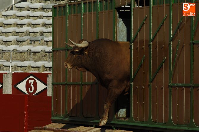 Un toro de Garcigrande sale del camión/ Foto: Adrián Martín