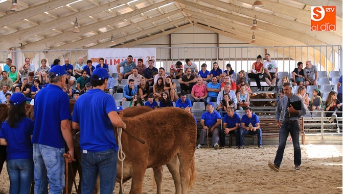Primera jornada de concurso de la raza limusina