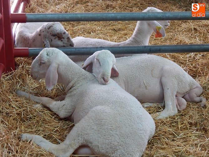 Curiosas estampas que nos deja Salamaq, en la nave de ovino