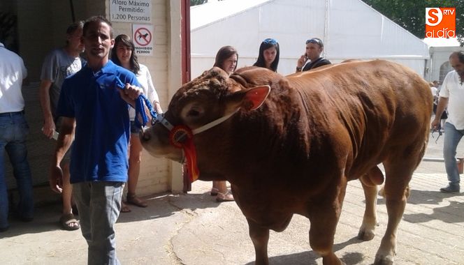 Novillo campeón de su sección de la ganadería toledana de Alberto Abajo