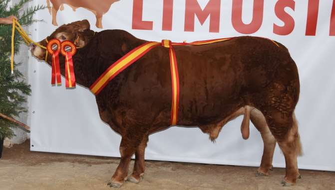 Ejemplares ganadores del certamen de limusín