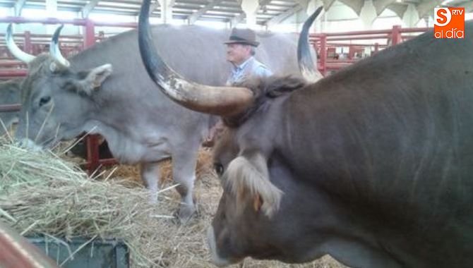 Romero y Rogante, dos bueyes de Raza Parda de Montaña, con su cuidador en Salamaq