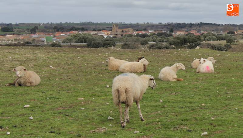 Entre las ayudas pendientes se encuentran los aprovechamientos pastables al ovino / CORRAL