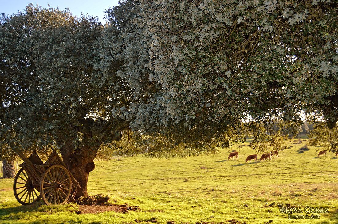 El corazón del campo