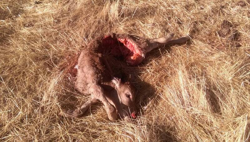 Ternero devorado por el lobo en Lumbrales