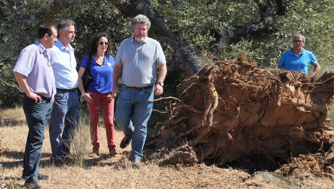 Visita a la zona donde ha comenzado el arranque de encinas / FOTO: JESÚS CRUZ